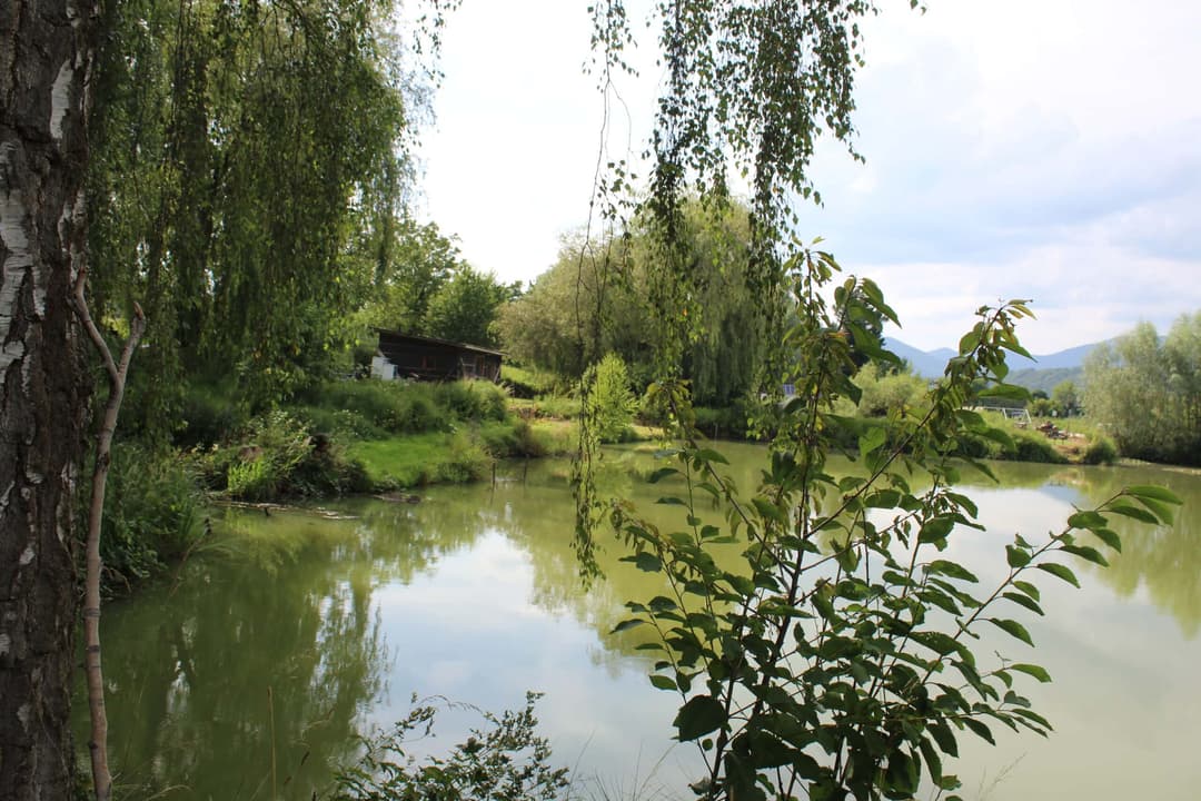 Etang carpodrome avec chalet en Alsace 