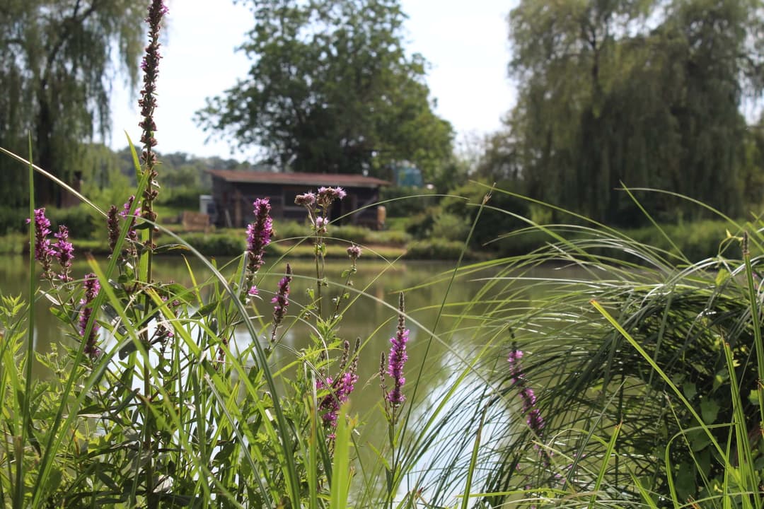 Etang carpodrome avec chalet en Alsace 
