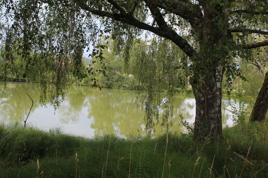 Etang carpodrome avec chalet en Alsace 