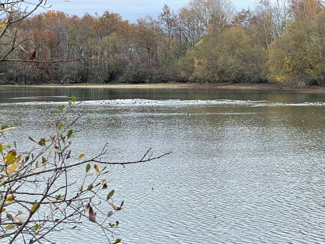 Gite entre Loire et Sologne avec accès à un étang de 2.5ha 