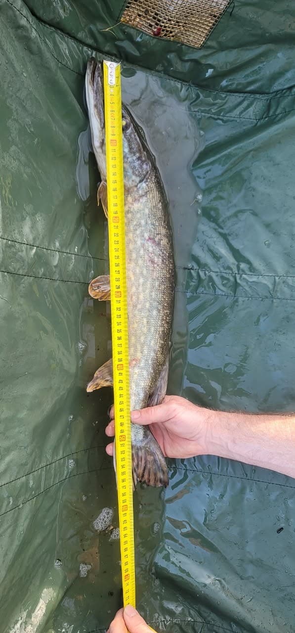 Location étang de 2.5ha en Sologne pêche du brochet 