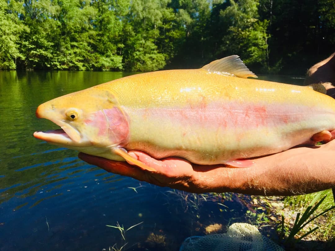 Gîte avec un lac dans la Creuse – réservoir de truites trophées 