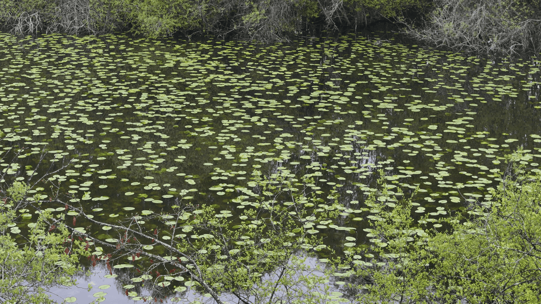 Etang de 20ha avec cabane perchée sur l’eau 