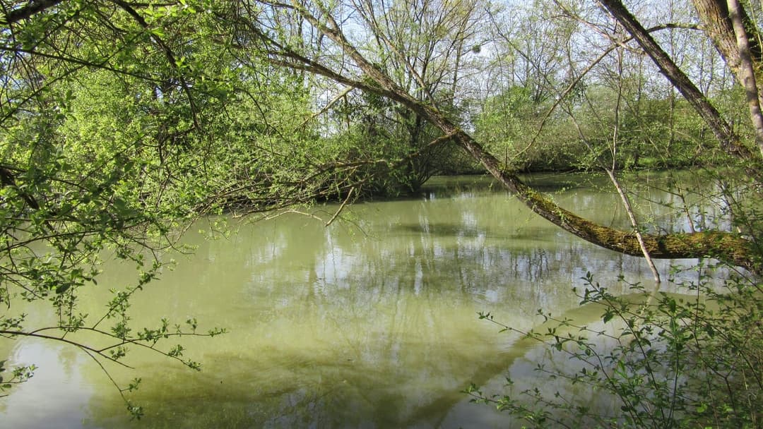Location étang dans la Sarthe au coeur de la nature 