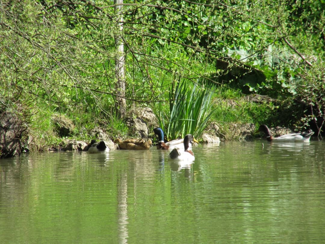 Location étang dans la Sarthe au coeur de la nature 