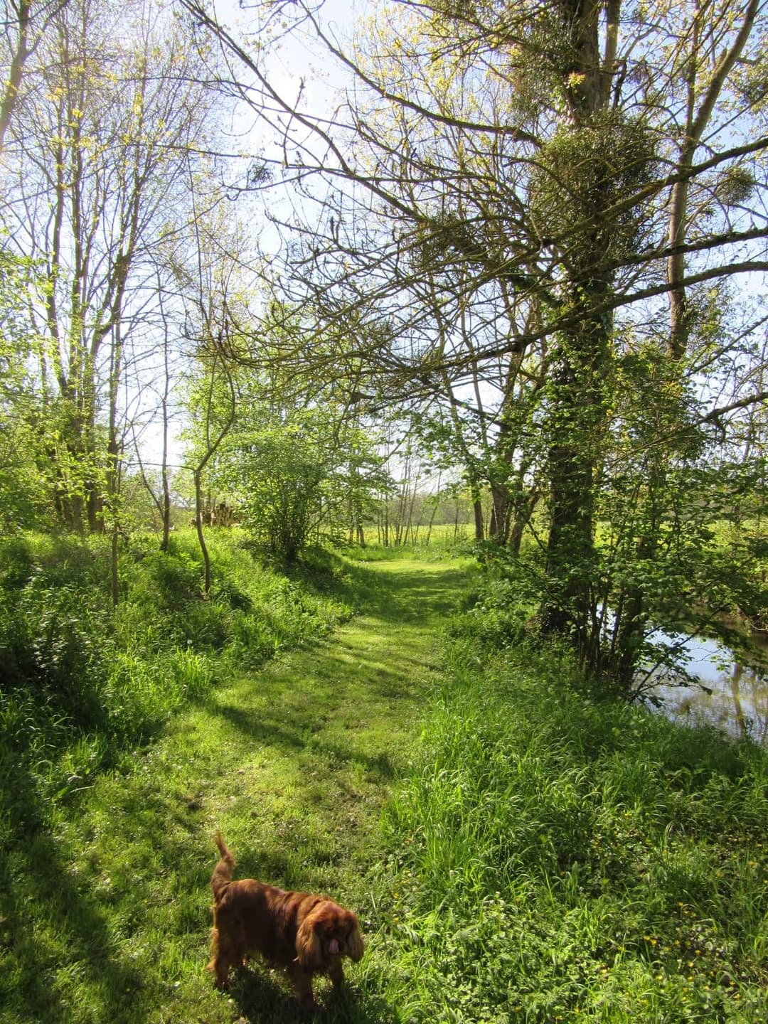 Location étang dans la Sarthe au coeur de la nature 