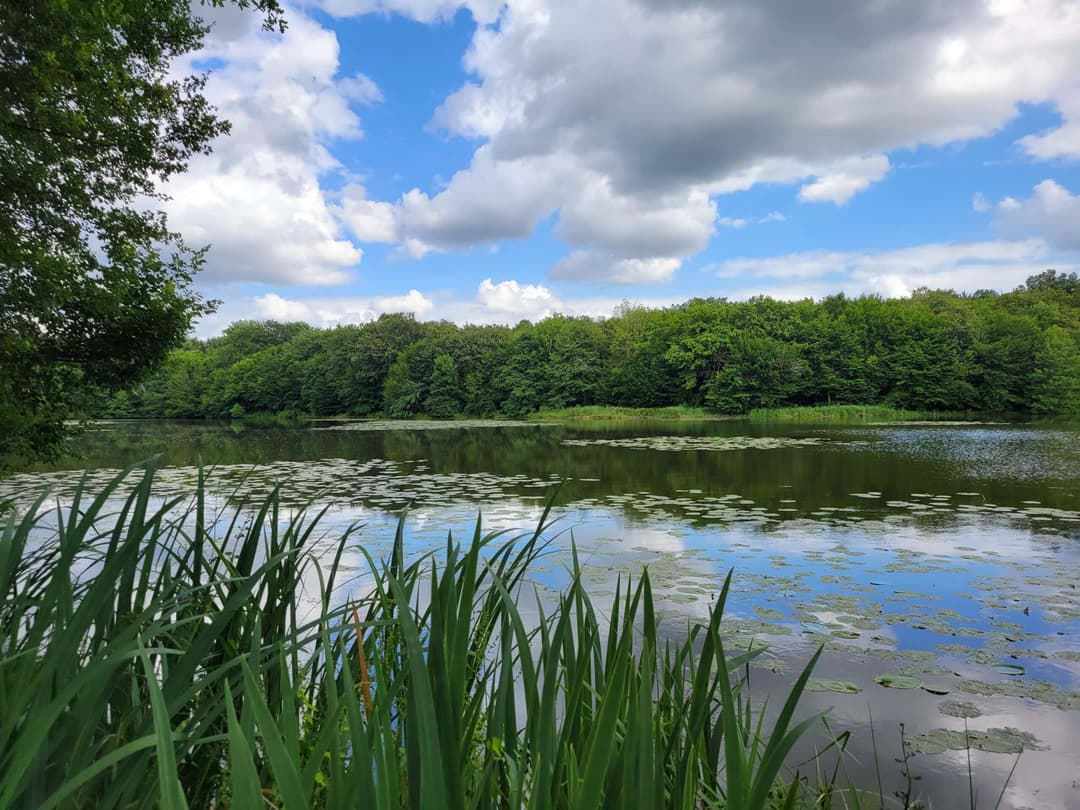 Gite détente au jardin  en pleine nature avec étang de 9 hectares 