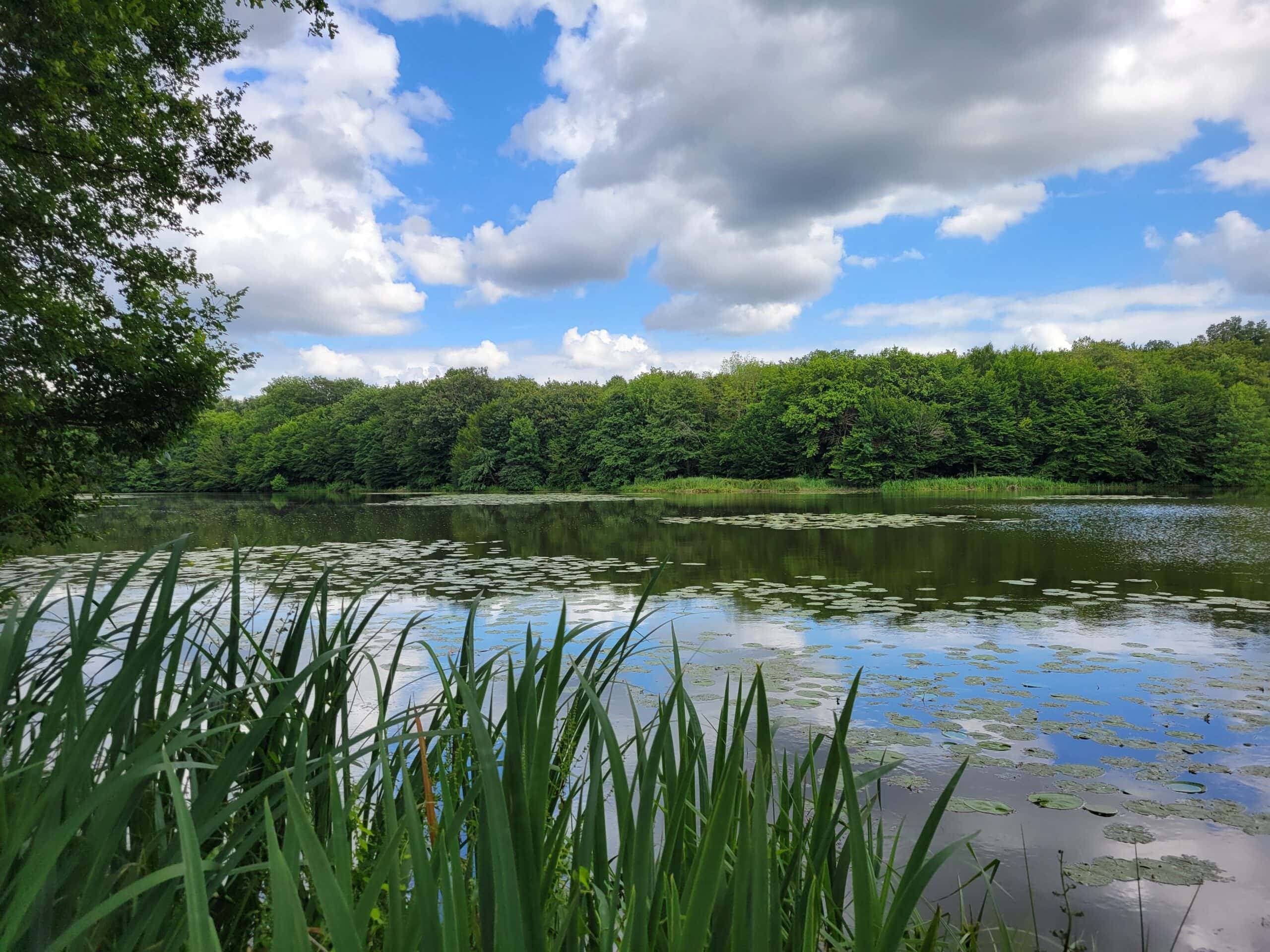 Roulotte au fond du jardin  et son étang de 9 hectares avec de gros spécimens 
