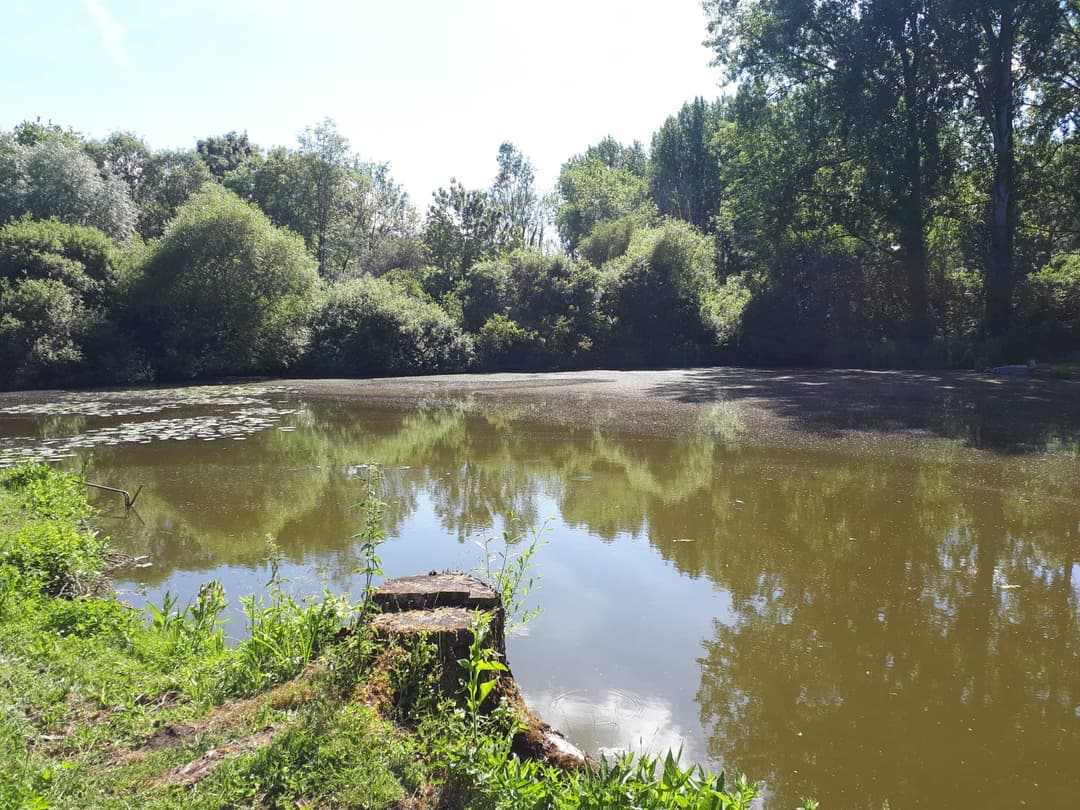 Profitez d’un étang paisible et naturel près de Lille 