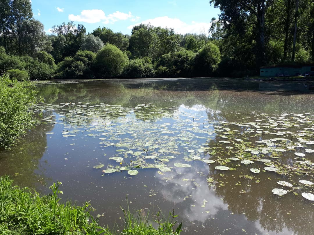 Profitez d’un étang paisible et naturel près de Lille 
