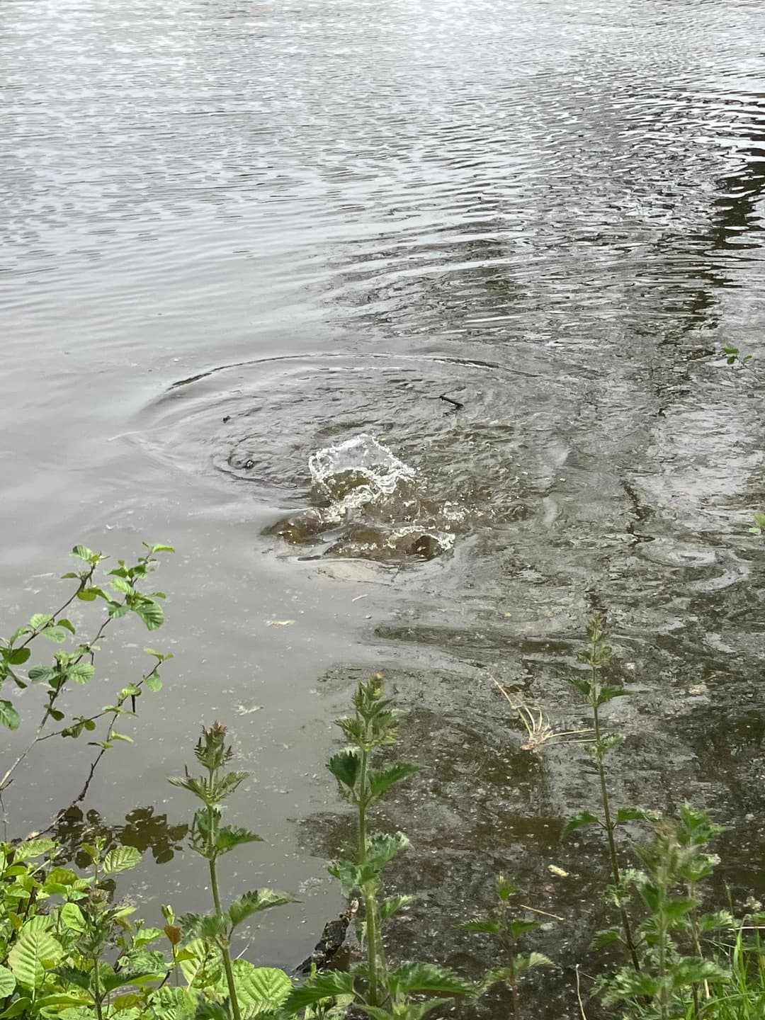 Etang avec un fort empoissonnement – Etang des milles et une carpe