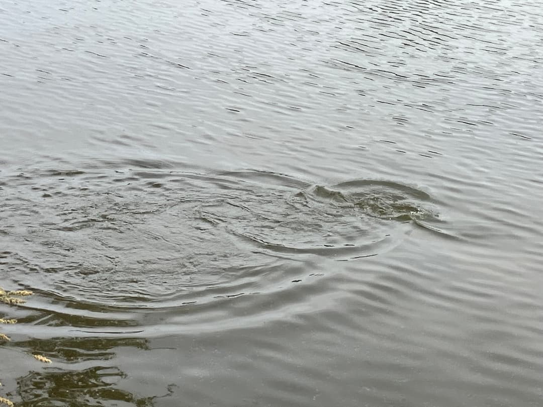 Etang avec un fort empoissonnement – Etang des milles et une carpe
