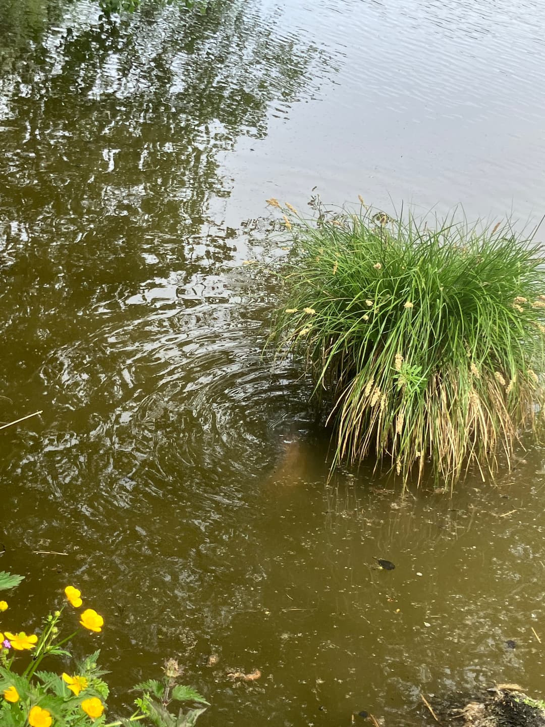 Etang avec un fort empoissonnement – Etang des milles et une carpe