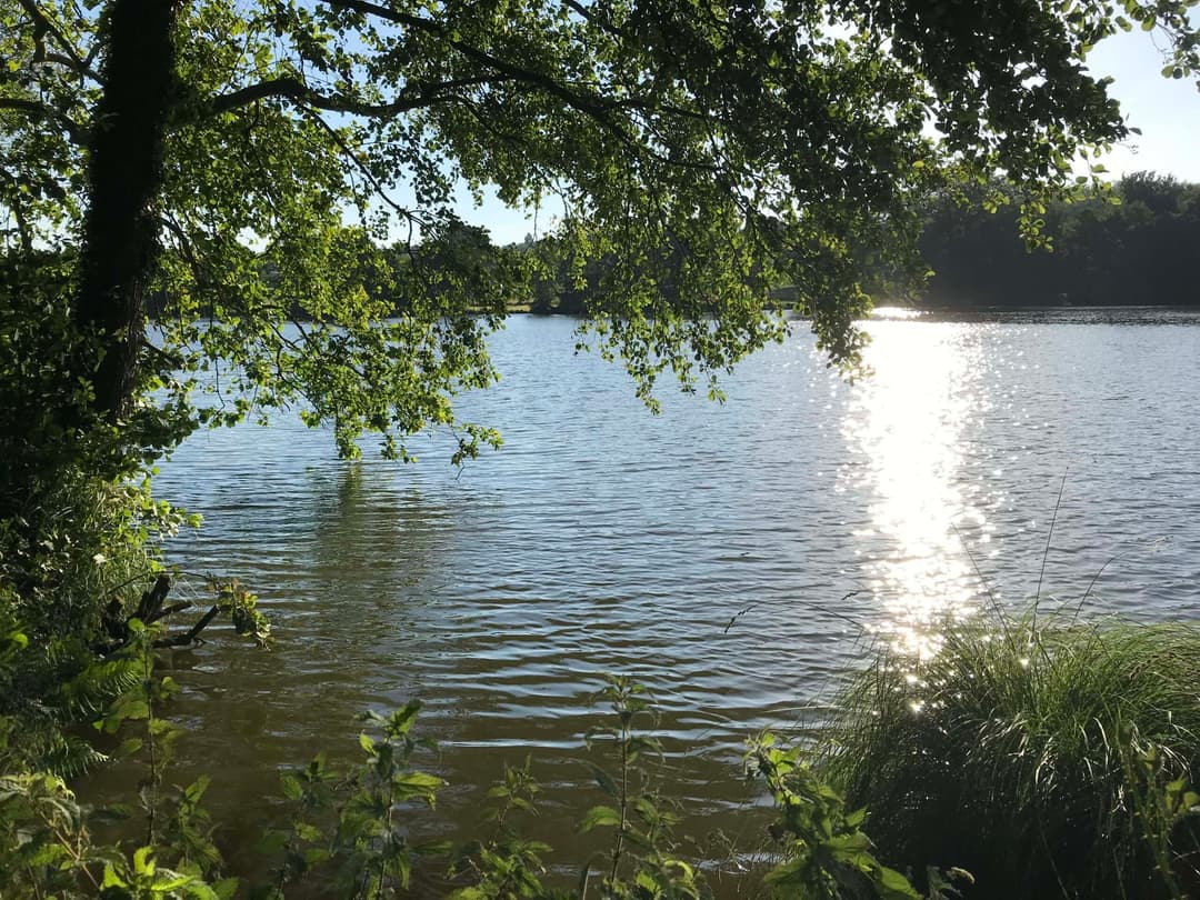 Etang avec un fort empoissonnement – Etang des milles et une carpe 