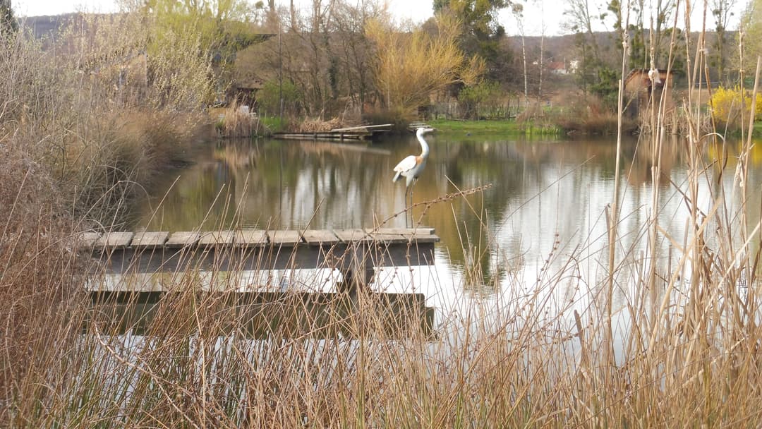 Location d'un étang avec sa cabane en bois à 1h de Lyon