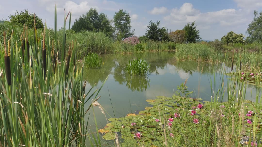 Location d'un étang avec sa cabane en bois à 1h de Lyon