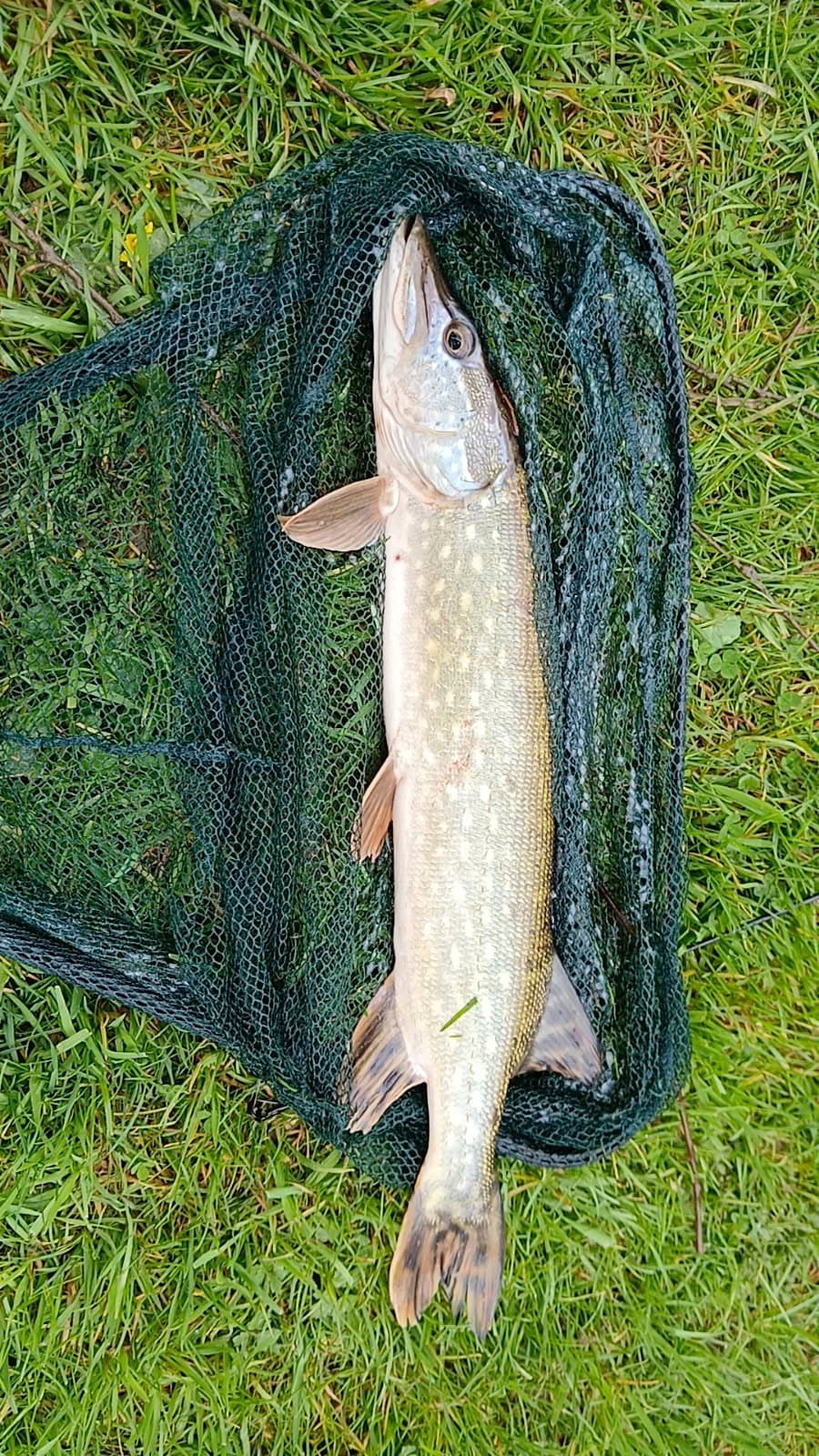 Etang au cœur de la campagne Mayennaise, parfait pour une journée ou un weekend pêche et barbecue