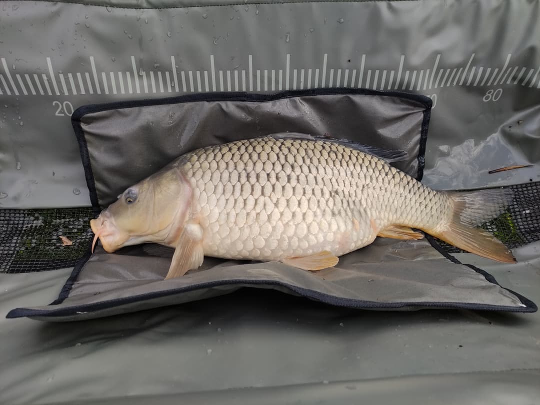 Etang au cœur de la campagne Mayennaise, parfait pour une journée ou un weekend pêche et barbecue