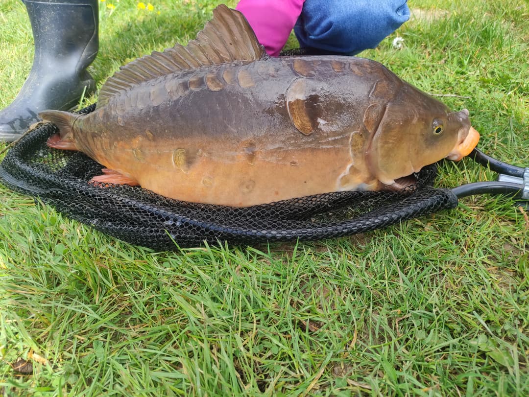 Etang au cœur de la campagne Mayennaise, parfait pour une journée ou un weekend pêche et barbecue