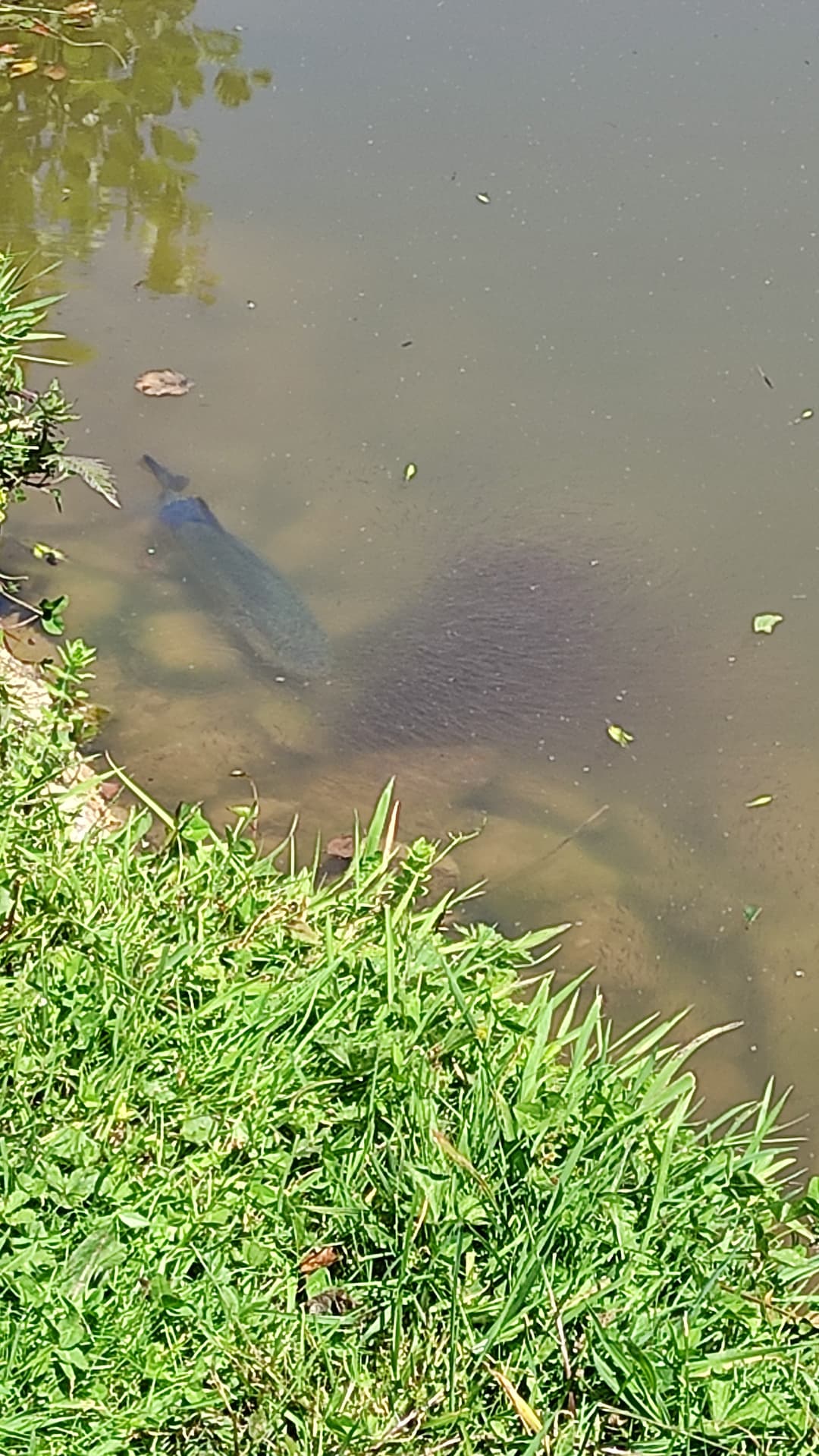 Etang au cœur de la campagne Mayennaise, parfait pour une journée ou un weekend pêche et barbecue