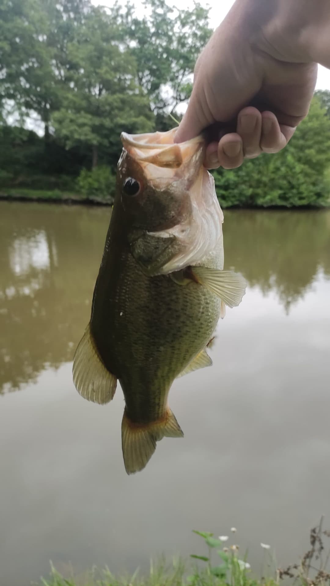 Etang au cœur de la campagne Mayennaise, parfait pour une journée ou un weekend pêche et barbecue