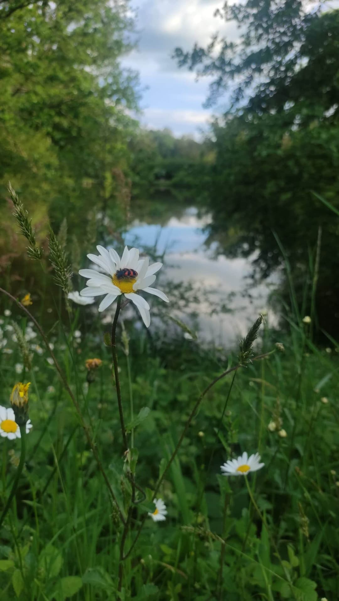 Etang au cœur de la campagne Mayennaise, parfait pour une journée ou un weekend pêche et barbecue