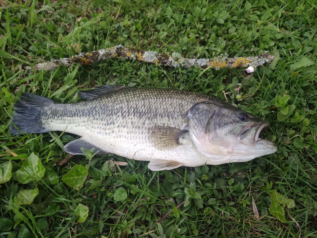 Etang au cœur de la campagne Mayennaise, parfait pour une journée ou un weekend pêche et barbecue