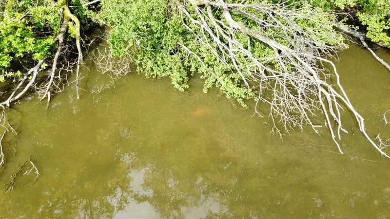 Etang du XVe siècle magnifique et préserver de 7 hectares. 