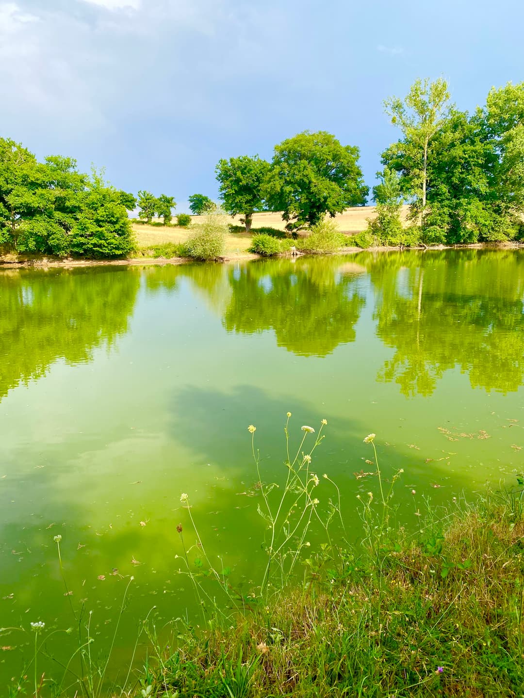 Étang familial calme, entretenu et poissonneux