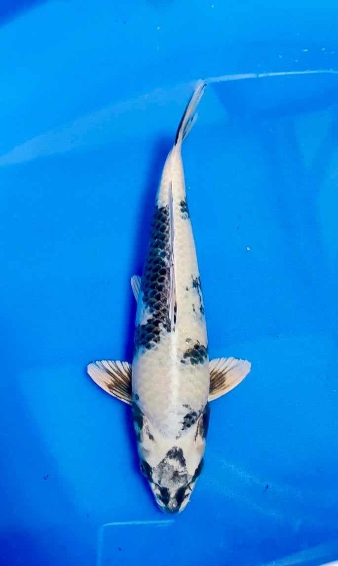 Nouveau domaine de pêche avec gîte tout confort pour 5 personnes 