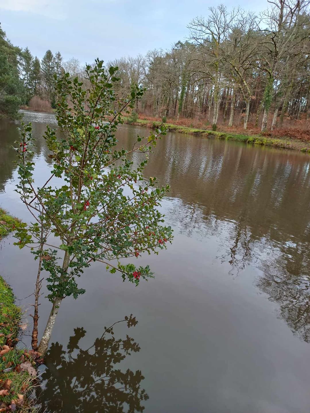 Terrain de loisir avec étang au calme pleine foret 