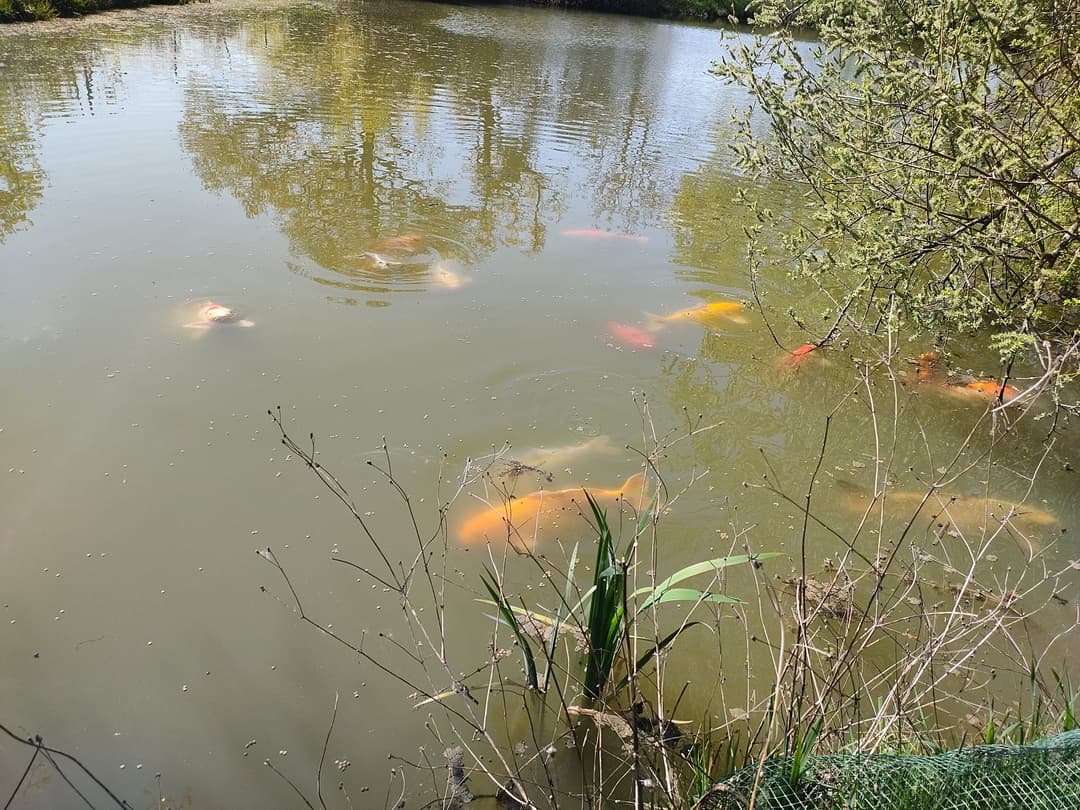 Etang avec son chalet en Nouvelle-Aquitaine 
