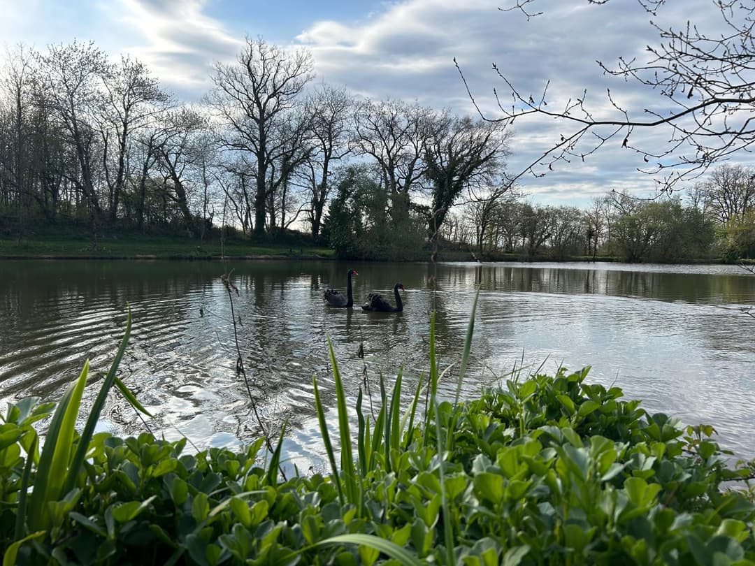Etang avec son chalet en Nouvelle-Aquitaine 