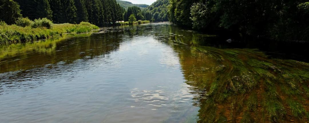 Maginifique cabane nichée dans les arcbres au bord de la rivière