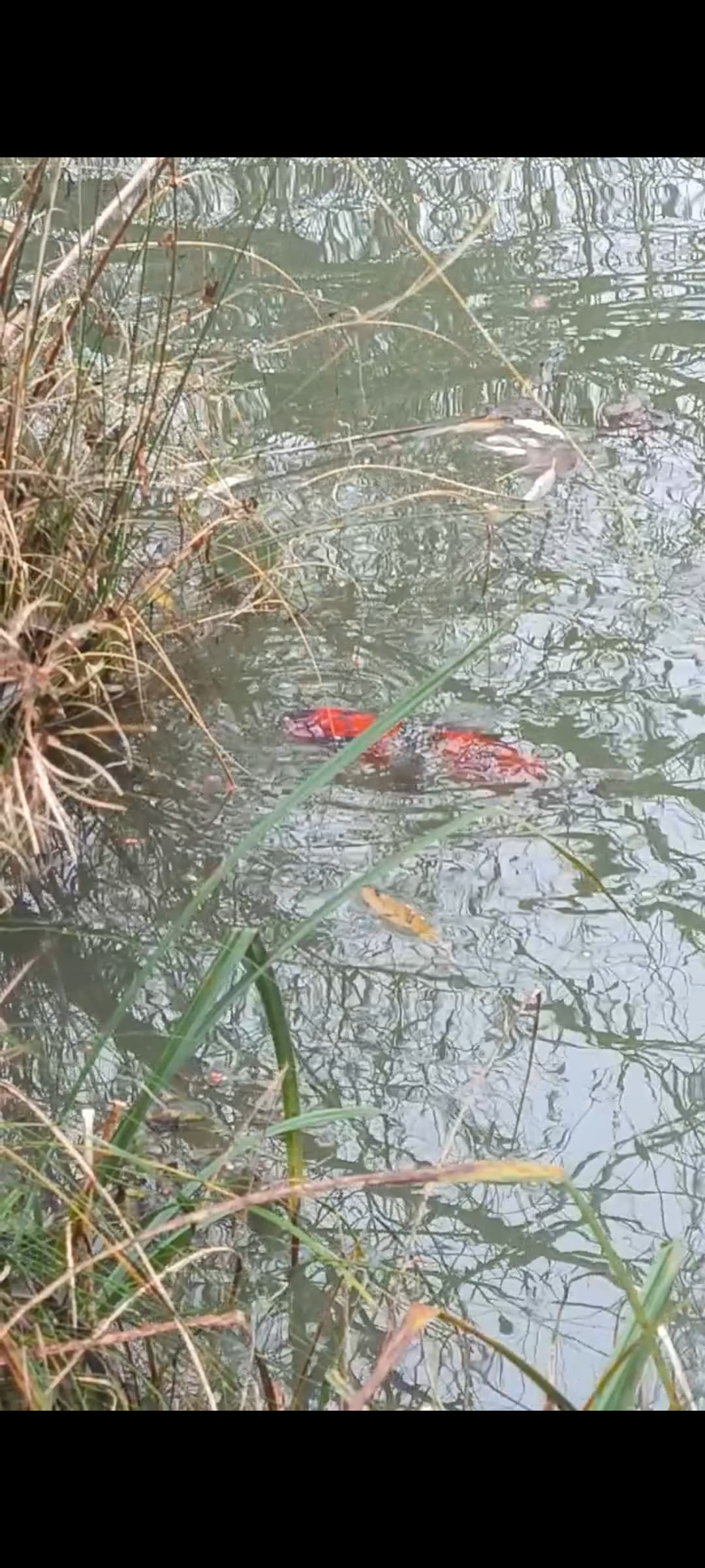 Terrain de loisirs avec etang