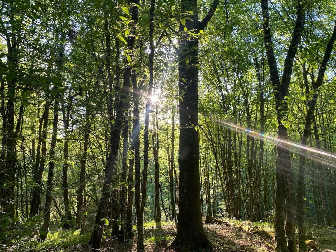 Écolodges haut de gamme dans un domaine privé de 12 hectares en Dordogne