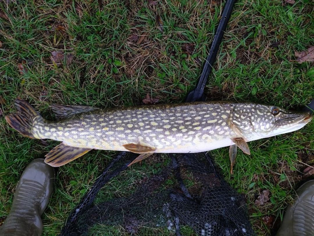Cabane pour 4 personnes avec étang de pêche très poissonneux