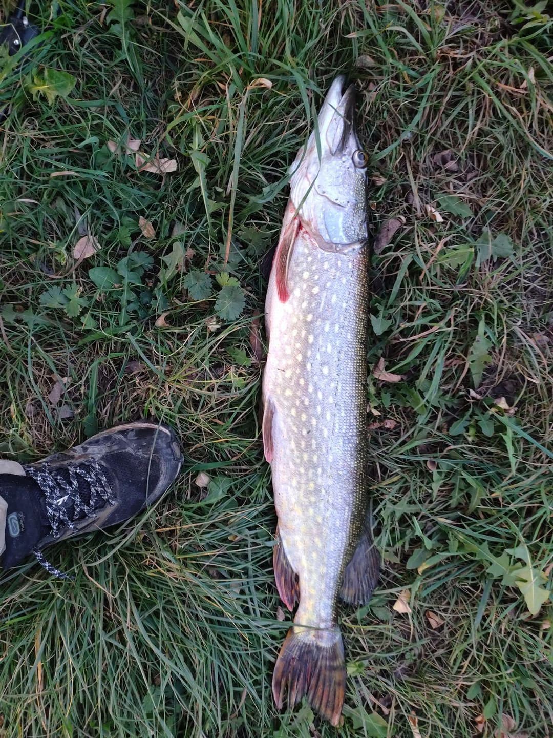 Cabane pour 4 personnes avec étang de pêche très poissonneux