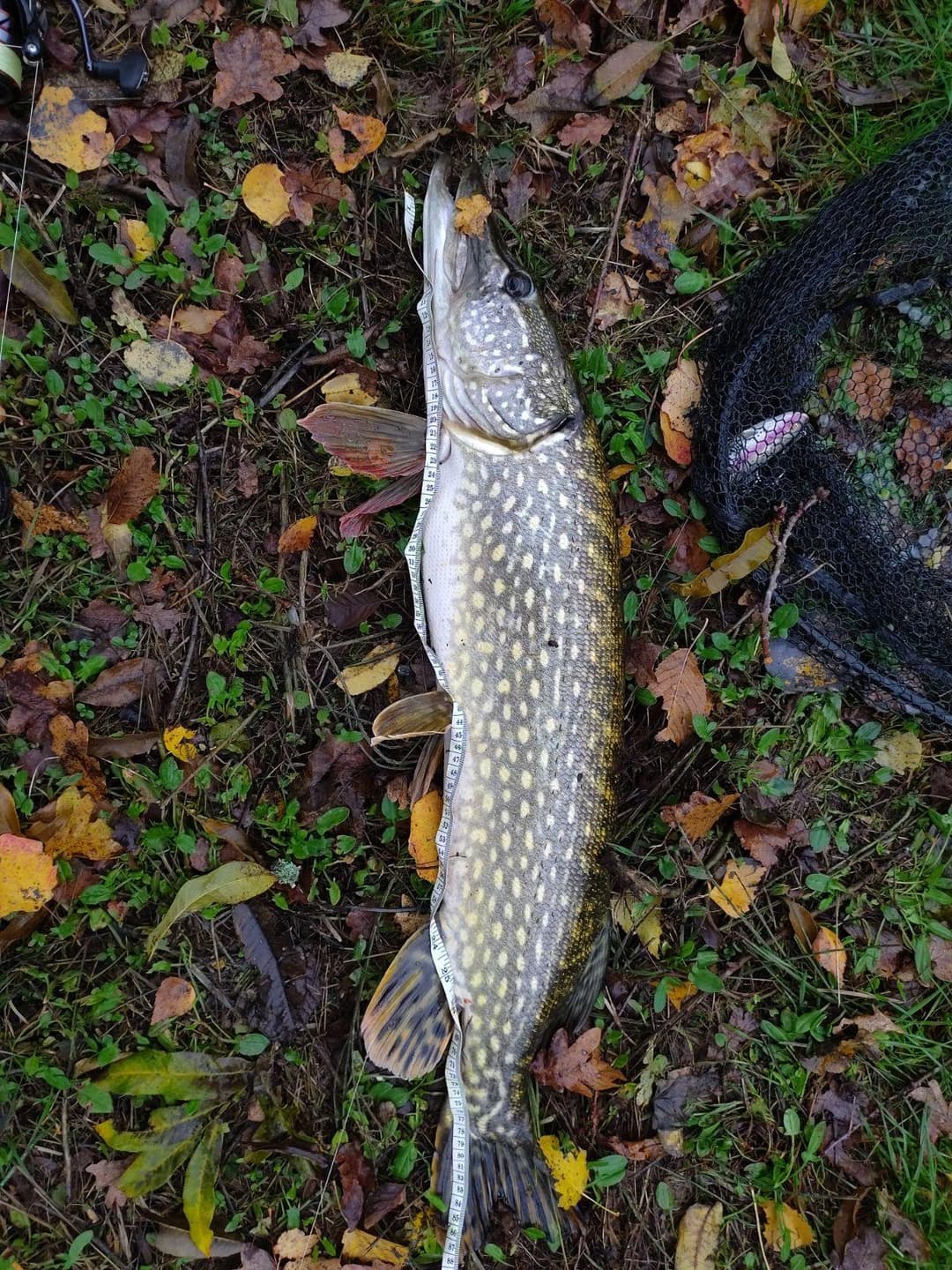 Cabane pour 4 personnes avec étang de pêche très poissonneux