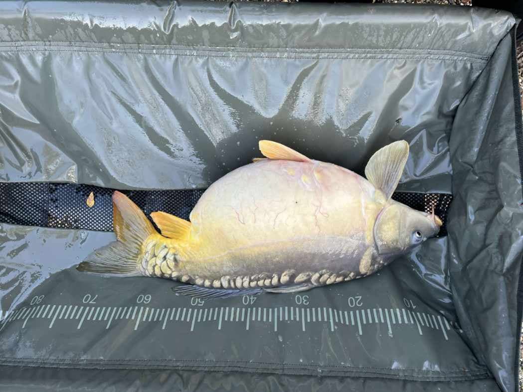 Etang à louer en Isère pour stationner votre camping-car et pêcher 