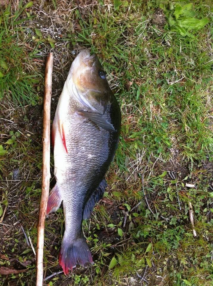 Etang à louer de 3ha dans la Creuse avec sa cabane  de pêcheur 