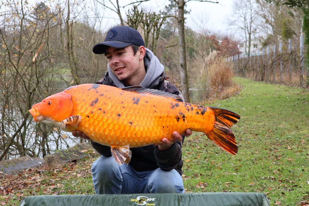 Étang spécialement conçu pour les adeptes de la pêche au coup feeder et anglaise 
