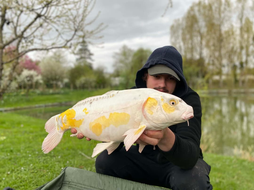 Étang spécialement conçu pour les adeptes de la pêche au coup feeder et anglaise 