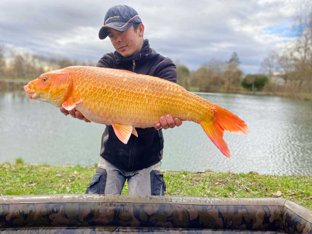 Étang spécialement conçu pour les adeptes de la pêche au coup feeder et anglaise 