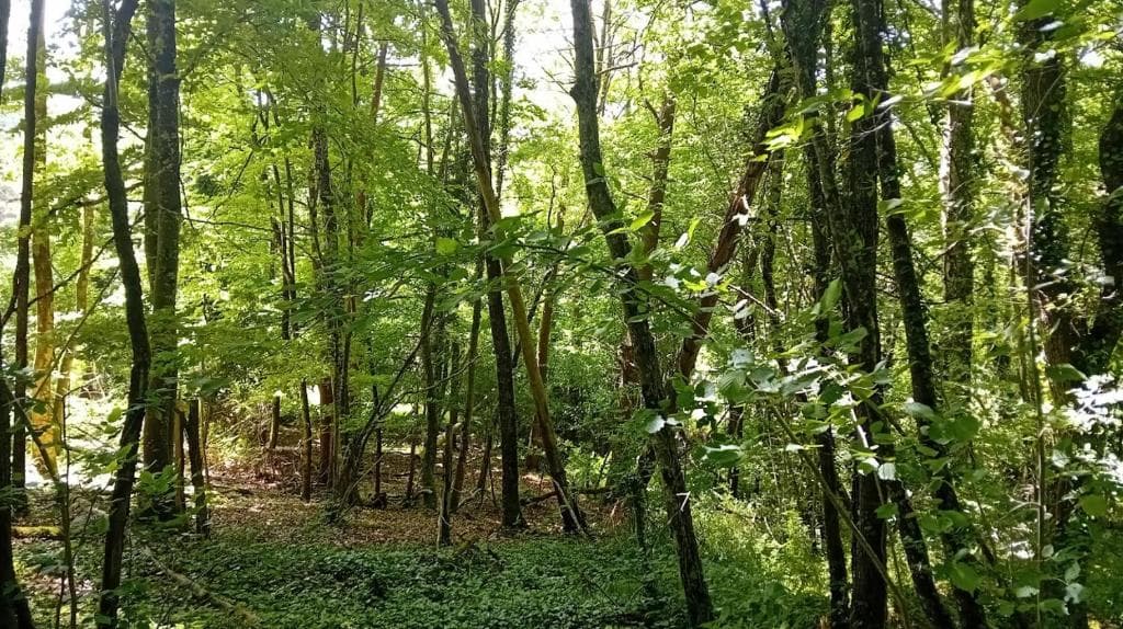 Pêche et nature : votre Tiny House écologique au bord de l'eau