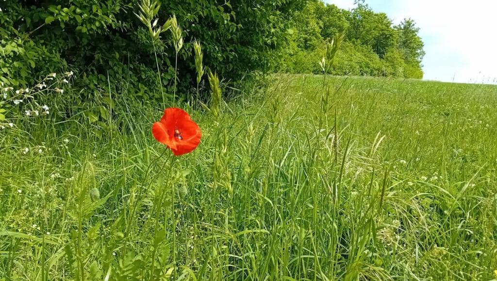Pêche et nature : votre Tiny House écologique au bord de l'eau