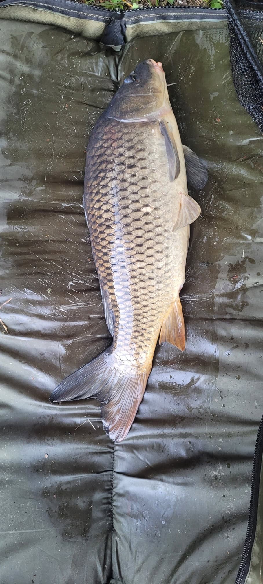 Évasion naturelle : pêche et camping au cœur de la Haute-Vienne 
