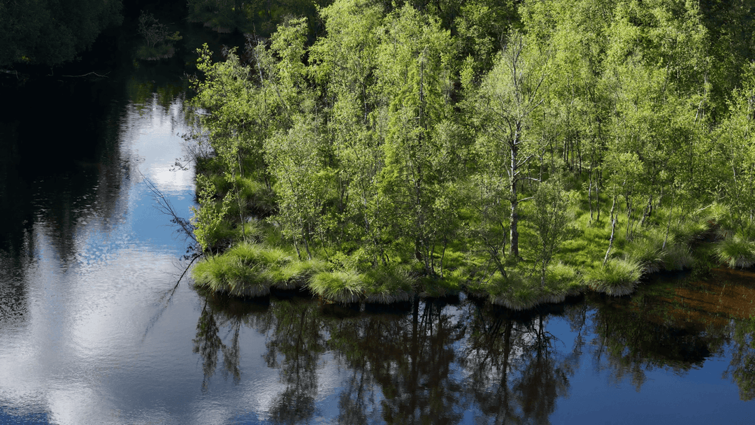 2 étangs de 12ha en déconnexion totale au coeur de la nature 