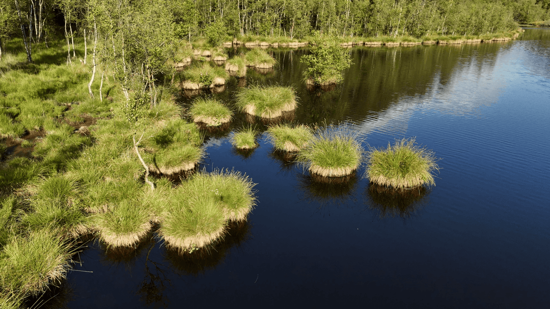 2 étangs de 12ha en déconnexion totale au coeur de la nature 