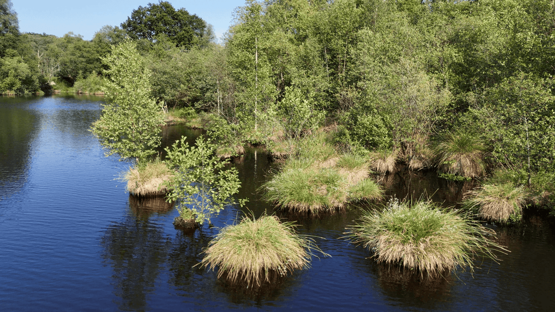 2 étangs de 12ha en déconnexion totale au coeur de la nature 